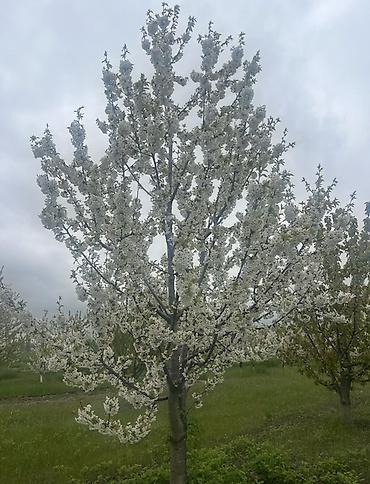 meyve terevez dukani: QUBADA BAKI RUSİYA YOLU ÜZƏRİNDƏ HAZIR GƏLİR GƏTİRƏN GİLAS BAĞI — 2