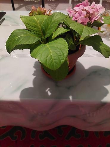 светодиодная лента бишкек цена: Продаю комнатные 💐 цветы г.Каракол — 2