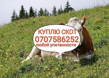 Частное лицо, Колбасный цех : Коровы, быки, Лошади, кони, | Круглосуточно, Любое состояние, На забой, на мясо