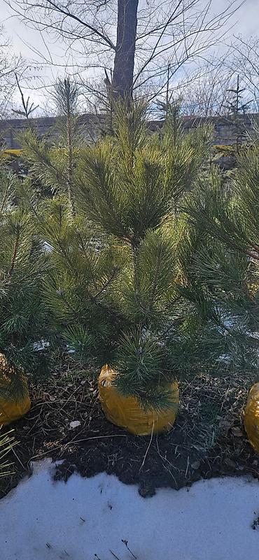 Искусственные ёлки: Ёлка,сосна,голубые ели,пихта,берёза — 17