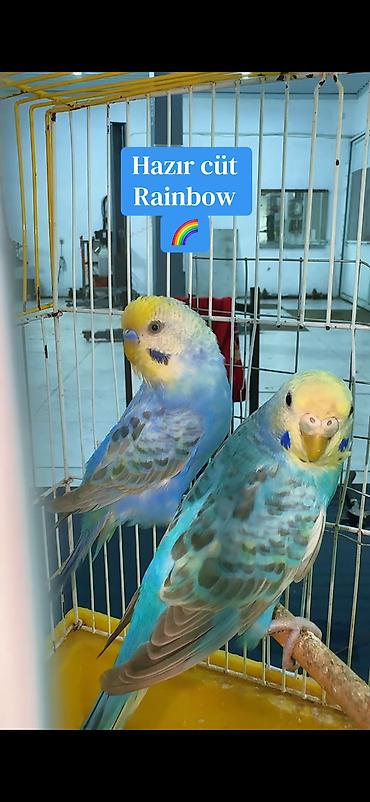 it qovan aparat: Rainbow hazır cüt Yuva as bala al sağlam aktıv quşlardı. Gözəl — 6