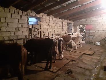 Dana, buzov: Dana, buzov, Dişi, ay: 1, 100 kq, Ətlik, Ünvandan götürmə, Ödənişli çatdırılma — 3