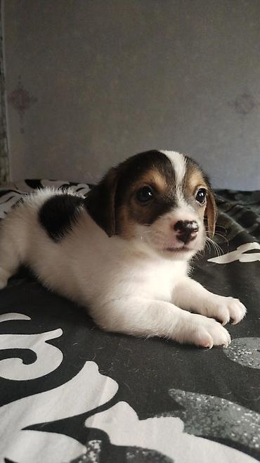 ev itleri ucuz: Çixuahua, 1 ay — 9