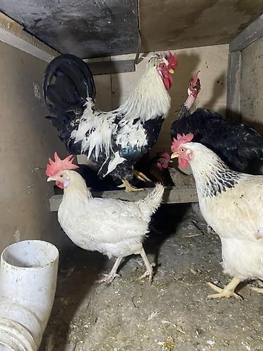 heyrati xoruz satilir: Xoruz satılır 1 ilkesi Cox aktiv xoruzdu — 1