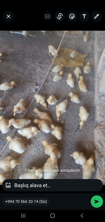 Salam 210 220 dene pekin ördey bası satlr 14 15 günlüydü qiymeti 600
