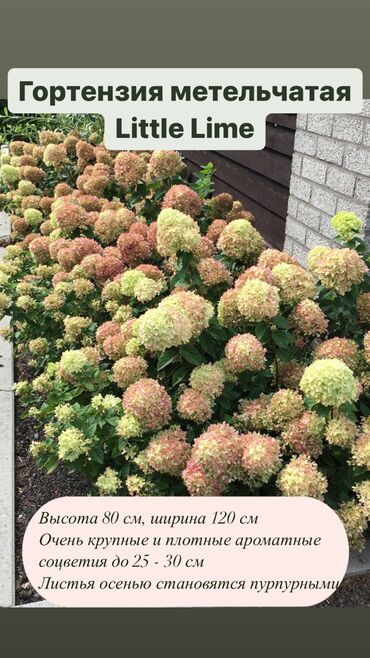 Садовые цветы и кустарники: Продаю шикарные кусты гортензии! Хороший выбор сортов: -метельчатая — 8