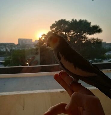 Tutuquşları: Karela papuqay 1 yaşi var insanlardan qaçmir 2 söz deyil aşkim cici — 5