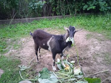 аксессуары для животных: Продам козла и козочку вместе