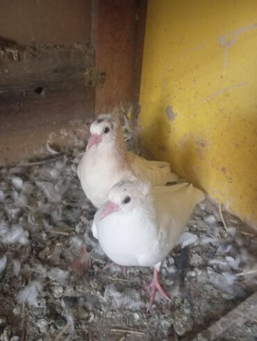 индюки продажа: Продаю бакинцов, молодёжь лёт игра