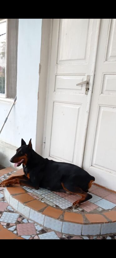 çütləşdirmək: Doberman, 5 il, Dişi, Cütləşmə üçün lalafo.az -da çütləşdirmək: Doberman, 5 il, Dişi, Cütləşmə üçün