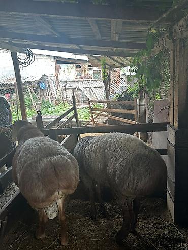 Баран, овца: Продаю | Баран (самец) | Для разведения — 6