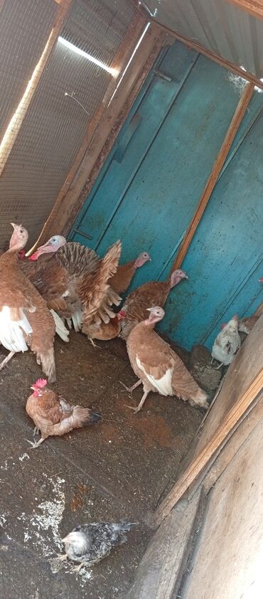 продажа птиц в баку: Salam bu cins 4disi 1erkəy təmiz cinsi qarışığı yoxdu yumurtaları