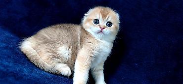 Продажа кошек: Скотиш Фолд (Шотландская вислоухая), 2 месяца, Девочка, Золотая шиншилла — 22