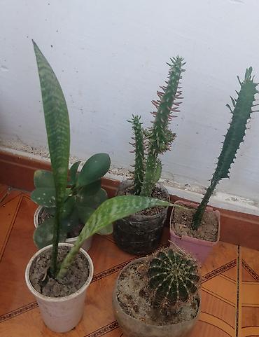 cilədağı bitkisi qiymeti: Pul gulleri 5azn, sansevieria opuntia subulata4azn,kaktuslar3azn.Son — 5
