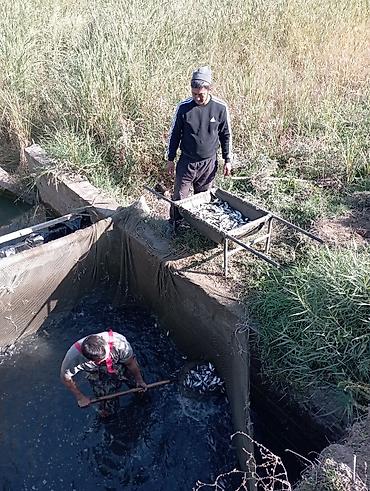 переноска для собак в машину: Малёк Толстолобик Карп Амур принимаем заказы есть пакеты с кислородом — 5