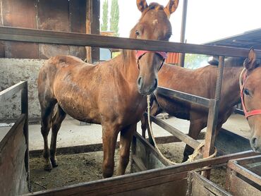 продаю музоо торпок корова самка бык самец айрширская ангус алатауская на забой для разведения на откорм племенные нетель привязанные: Продаю | Жеребец | Рабочий, Конный спорт, На забой