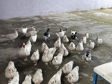 disi danalar: Salam hamısı laldı erkekde var dişide balacası 15m böyükü 20 — 1