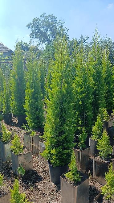 xurma: Xurma xurması (Phoenix dactylifera) – dekorativ xurma palmaları - — 10