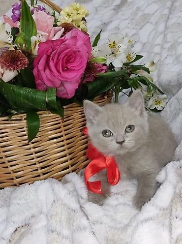 Pişiklər: Britan, Dişi, Pulsuz çatdırılma -da lalafo.az — 5 Pişiklər: Britan, Dişi, Pulsuz çatdırılma — 5