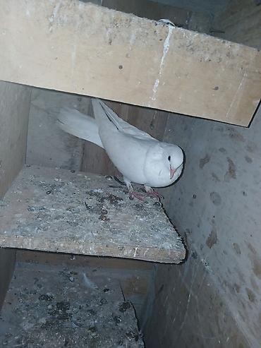 papuqay type 1: Güvercinlər – dekorativ və uçuş cinsləri 3 dene goyercin — 3