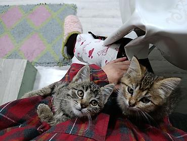 Продажа кошек: Пушистые котята-полосатики - Порода: домашние короткошёрстные — 4