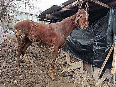 Лошади, кони: Продаю | Жеребенок | Рабочий, Конный спорт — 7