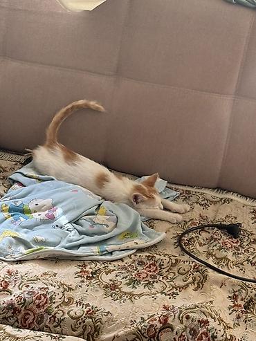 манчкин купить: Беспородная, 5 месяцев, Мальчик, Биколор, Приучена к лотку — 3