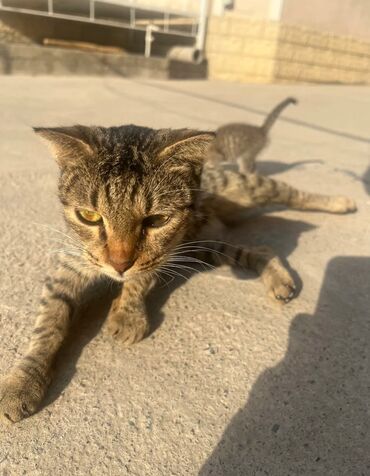 кот для вязки скоттиш страйт: 🚨🚨взрослая кошечка Очень умная и ласковая Отдаем в добрые руки