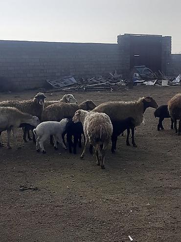 Qoyunlar, qoçlar: Salam 10 ana 10 bala balalar 2 aylıqdı analarda bordag heyvanlardı — 1