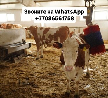 Коровы, быки: Продаю | Корова (самка), Бык (самец), Тёлка | Полукровка, Ангус, Герефорд | На откорм, На забой, Для разведения | Племенные, Осеменитель, Стельные