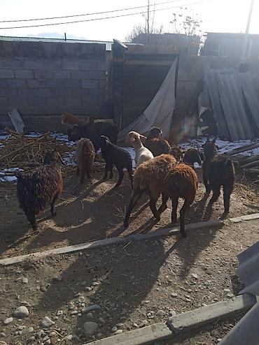 Баран, овца: Продаю | Ягненок | Для разведения — 13