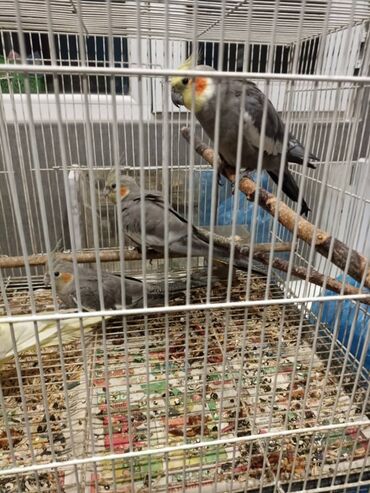 продам индюков: Продаем попугайчиков Кореллы (нимфы) в клетке. - В клетке несколько