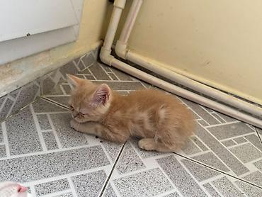 Животные: Məhsul: Balaca pişik balaları Təsvir: - Rənglər: qar kimi ağ (bir — 4