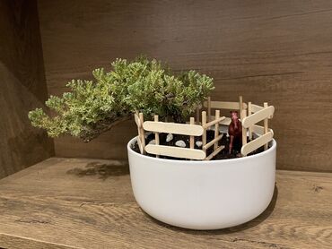 Ostale kućne biljke: Bonsai drvce idealno za uredjenje vasih domova i poslovnih prostorija