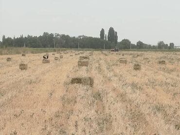 ячмень цена: Арпа пресс сатылат 120 с. Гавриловка Сокулук