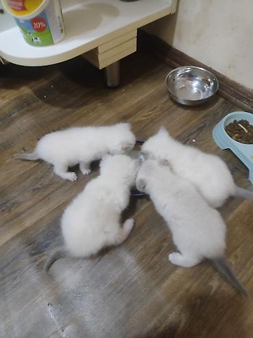 Pişiklər: Britan, Dişi — 2