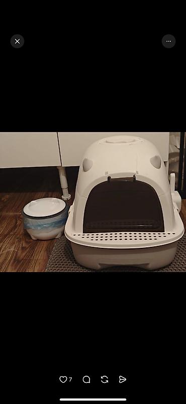 Продажа кошек: Скотиш Фолд (Шотландская вислоухая), 2 месяца, Девочка, Серый, Приучена к лотку, Проглистована, С документами — 15