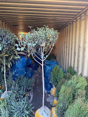 Арча, можжевельник: Ту я можжевельники разной формы ( спираль бонсай, пирамида глобус — 3