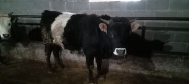 Коровы, быки: Продаю | Бык (самец) | Алатауская | На откорм, Для разведения — 12