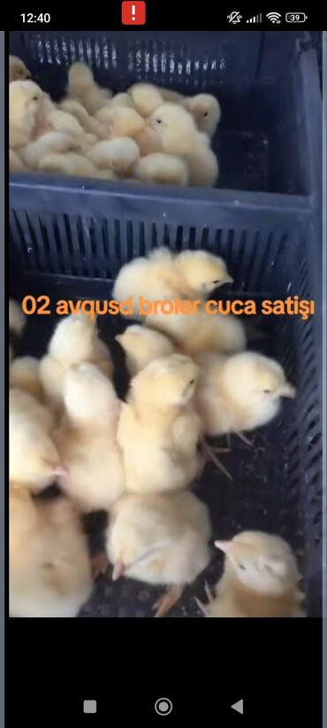 Digər heyvanlar: 2 avqust broler çuçəsi var istəyən əlaqə saxlaya bilər lalafo.az -da Digər heyvanlar: 2 avqust broler çuçəsi var istəyən əlaqə saxlaya bilər