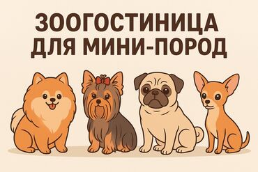 круглосуточный зоомагазин бишкек: 🐾 Зоогостиница для маленьких собак — уют, уход и комфорт как дома! 🐶💛