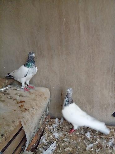goyercinler satisi: Pakistan sortu göyərçinlər satılır cutu 25 m manatdır ünvan hövsan — 7