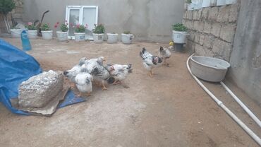 Toyuqlar: Toyuq, Yumurtalıq, Ünvandan götürmə