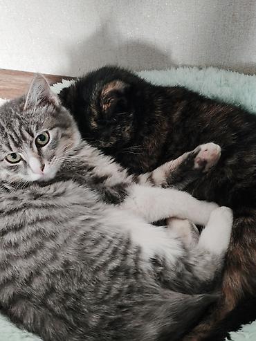кошка купить: Кошка даром: Беспородная, 6 месяцев, Девочка, Приучена к лотку — 4
