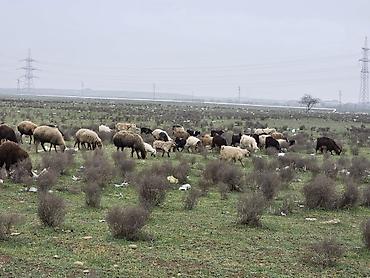 K/t heyvanları və malları: Allah haminin malina bereket versin. xeyrin versin. Ünvan ZABRAT 1 — 9