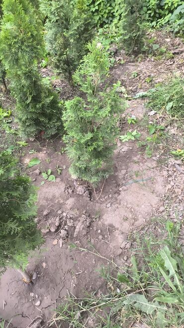 Декоративные деревья: Саженцы деревьев: Туи — 4