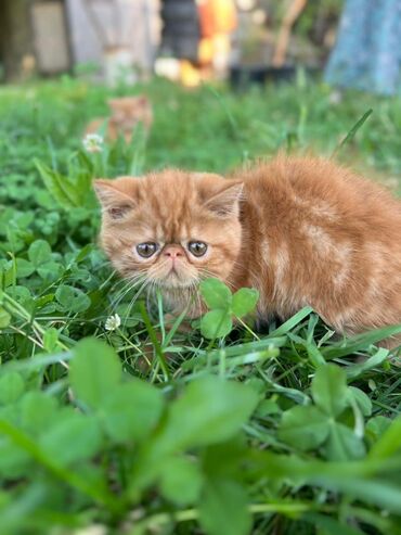 британская шиншилла кот: Котята порода экзот,2,5 месяца,привиты