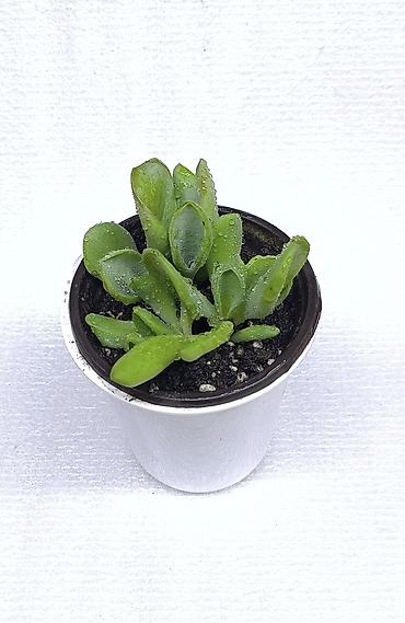 Хлорофитумы: Продаю комнатные растения, цветы . Пассифлора кализия розовая пантера — 14