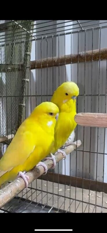 Amadinlər: Hazır bala verən iri sağlam çex cütü satılır ancağ sarı bala verilər