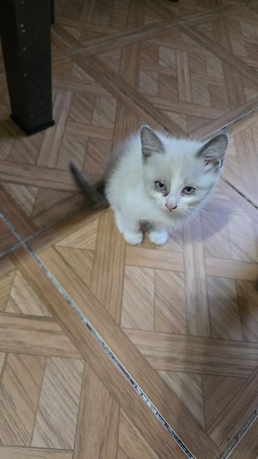 fermer kg: Котята в хорошие руки! Несколько малышей разной окраски: - черно-белые — 3